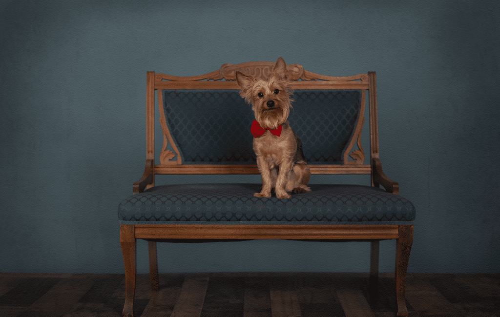 Luxury Pet Portraits | Northern Kentucky