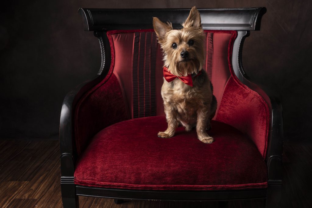 A yorkshire terrier wearing a red bow tie sitting posed on a red velvet chair. Shot taken by professional photographer, Tonya Bolton, from Newport.